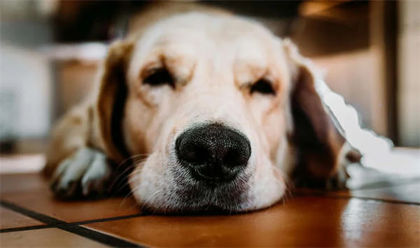 Pepcid for Pets: 5 Must-Know Facts About Famotidine