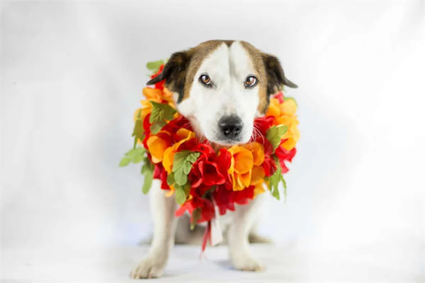 7 Vet Selection Tips: How to Choose the Best Veterinarian for Your Pet